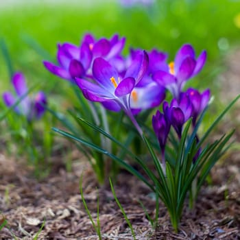 crocus - one of the first spring flowers