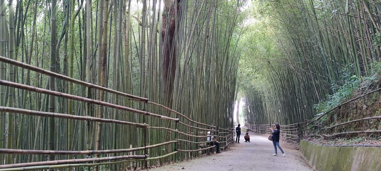Wugayan Bamboo Forest, Miaoli-Nov 3, 2021: 1000 meters above sea level, the most beautiful bamboo forest secret, Taiwan