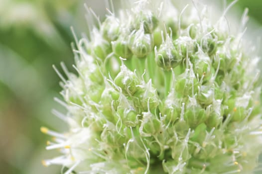 Macro of the flower head on an onion.