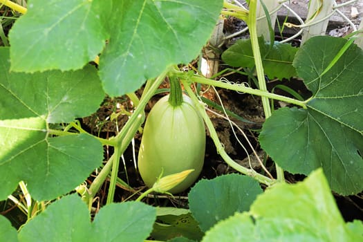 A sweet pumpkin growing in the summer.