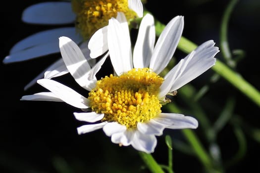 Macro of Scentless Chamomile an invasive species.