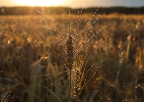 A field of ripening barley heads at sunset.