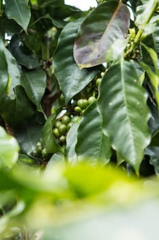 Unripe coffee beans on coffee tree.