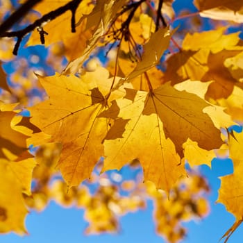 Leaves of a Norway maple (Acer platanoides) with autumn yellow coloration in the back light