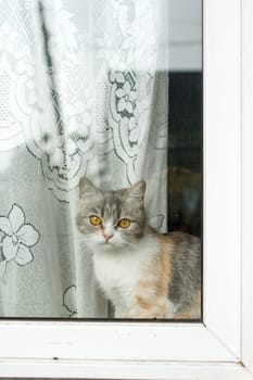 Bored cat looking out the window.