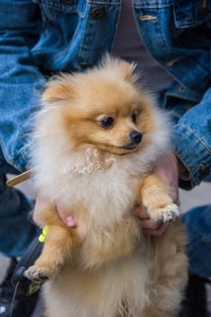 Cute red Pomeranian Spitz looking at the camera on a grey background. A red haired pet with black beady eyes and erect ears is posing on the street.