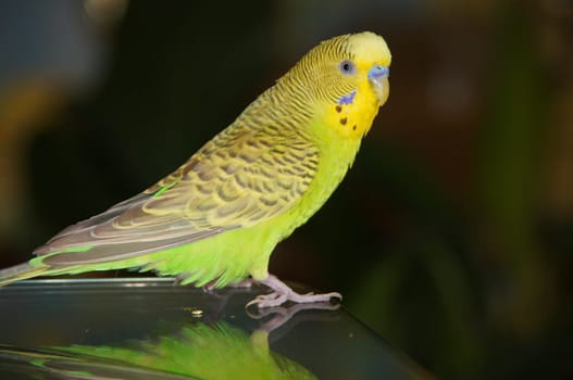 the green budgie is tame. beautiful bright parrot.