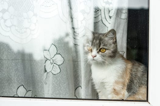 Bored cat looking out the window.