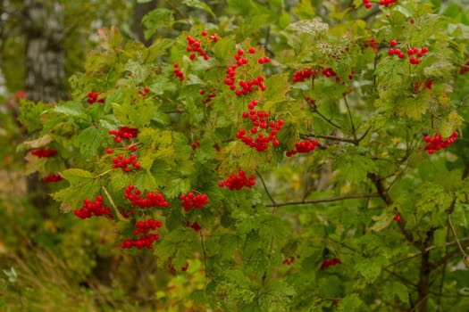 Bunch of red viburnum berries with green leaves close up on old wooden background.Vintage autumn design