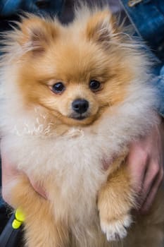 Cute red Pomeranian Spitz looking at the camera on a grey background. A red haired pet with black beady eyes and erect ears is posing on the street.