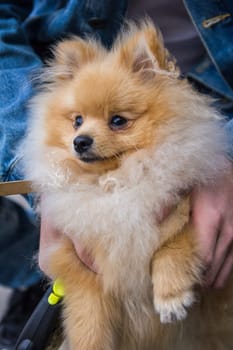 Cute red Pomeranian Spitz looking at the camera on a grey background. A red haired pet with black beady eyes and erect ears is posing on the street.