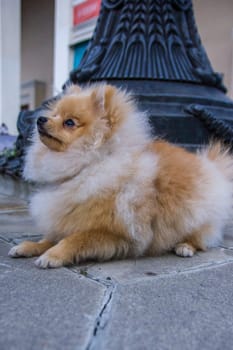 Cute red Pomeranian Spitz looking at the camera on a grey background. A red haired pet with black beady eyes and erect ears is posing on the street.
