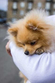Cute red Pomeranian Spitz looking at the camera on a grey background. A red haired pet with black beady eyes and erect ears is posing on the street.