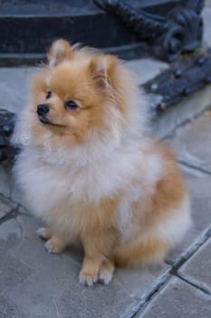 Cute red Pomeranian Spitz looking at the camera on a grey background. A red haired pet with black beady eyes and erect ears is posing on the street.