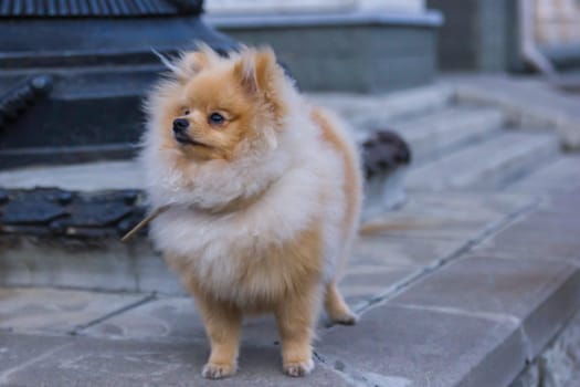 Cute red Pomeranian Spitz looking at the camera on a grey background. A red haired pet with black beady eyes and erect ears is posing on the street.