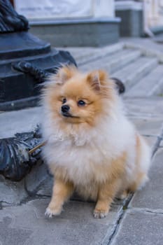 Cute red Pomeranian Spitz looking at the camera on a grey background. A red haired pet with black beady eyes and erect ears is posing on the street.