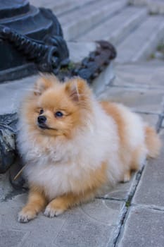 Cute red Pomeranian Spitz looking at the camera on a grey background. A red haired pet with black beady eyes and erect ears is posing on the street.