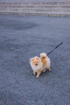 Cute red Pomeranian Spitz looking at the camera on a grey background. A red haired pet with black beady eyes and erect ears is posing on the street.