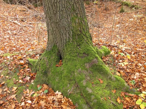Moss on the weather side of a beech in late autumn