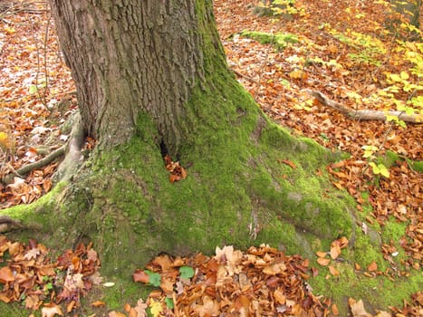 Moss on the weather side of a beech in late autumn