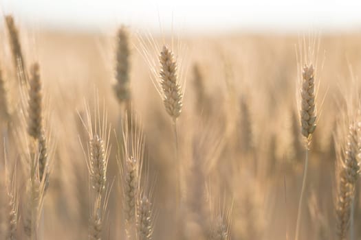 barley with back light