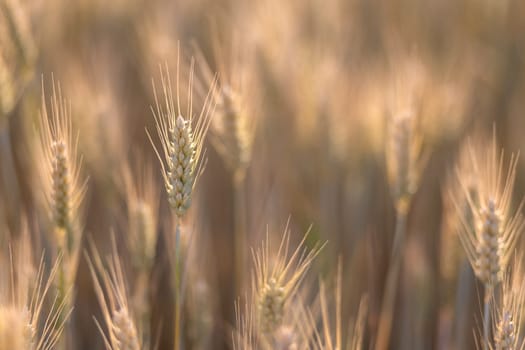 barley with back light