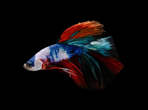 Siamese fighting fish or Betta splendens fish, popular aquarium fish in Thailand. Multicolor half moon tail betta fighting fish motion isolated on black background