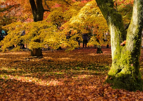 Autumn maple garden at peak color foliages at Tofukuji temple in Kyoto, Japan