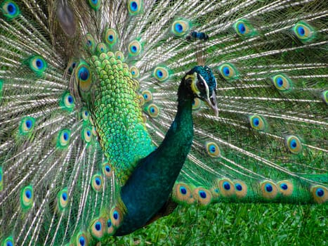 The head and plumage of a peacock, KL Bird Park, copy space