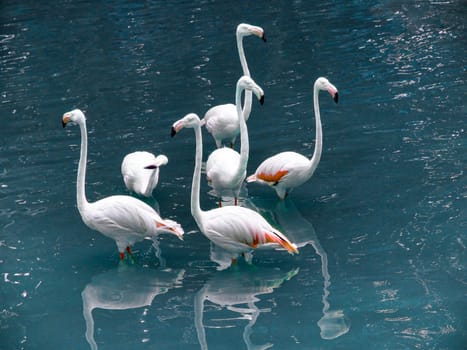 Six flamingos Phoenicopterus in Flamingo Pond in KL Bird Park, travel photo