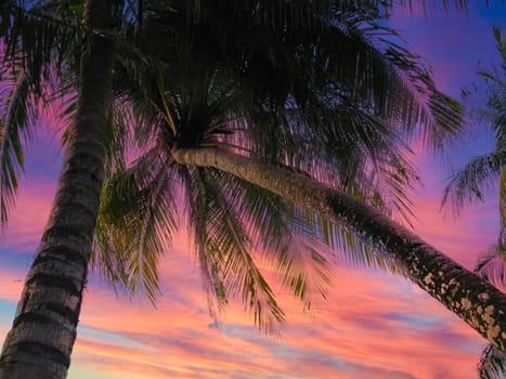 Palm trees against colorful sunset view from below, copy space, travel photo background