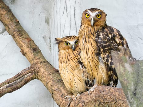 Two malay fish owls sit on a branch on a white background, copy space, tpavel photo
