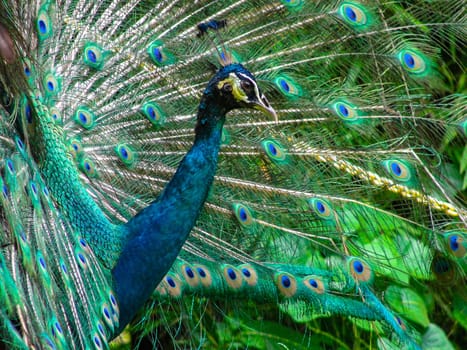 The head and plumage of a peacock, KL Bird Park, copy space