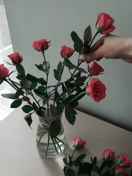 A woman's hand puts roses in a vase of the house on the table by the window
