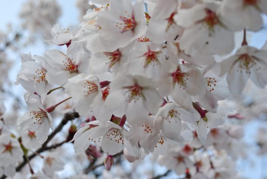 Blossoming white sakura against the blue sky, macro photo, selective focus