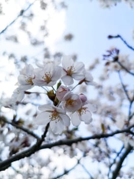 Selective focus of a branch of cherry blossoms against the sky