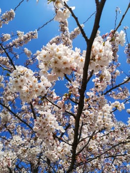 White cherry blossoms in the park against the bright blue sky