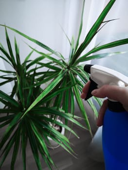 The woman holds a blue sprayer in her hand and sprays the plant at home. Dracaena. View from above.
