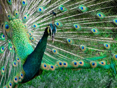 The head and plumage of a peacock, KL Bird Park, copy space