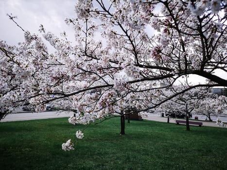 A view of a cherry blossom tree in spring in the park in cloudy weather against the sky and green grass