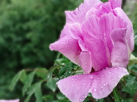 Pink bud of tree peony in drops of dew on petals after rain, close-up view