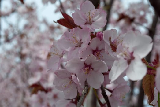 Macro photo of cherry blossoms in the park in the spring. Close-up. Selective focus