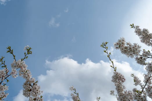Branches of flowering white cherry blossoms against the blue sky and clouds. Free space for your text