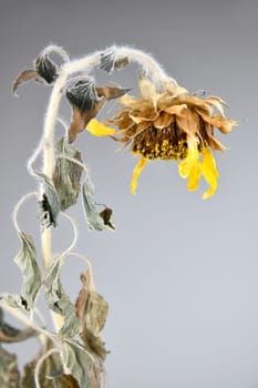 dried up sunflower in the pot