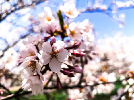Selective focus of cherry blossoms against blue sky, macro photo