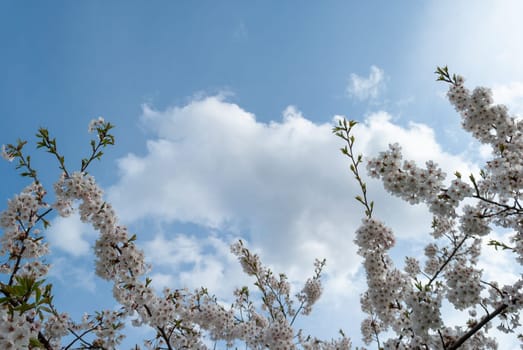 Branches of flowering white cherry blossoms against the blue sky and clouds