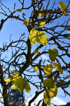 The last leaves on a plum tree