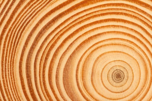 top view closeup of brown slice of freshly cut wood texture with dense concentric growth rings