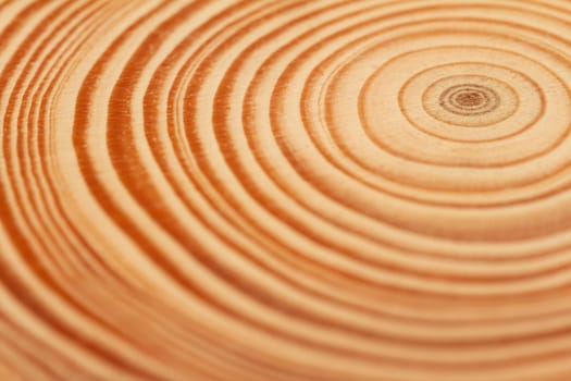 top view closeup of brown slice of freshly cut wood texture with dense concentric growth rings