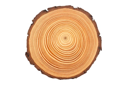 top view closeup of brown slice of freshly cut wood with dense concentric growth rings and bark on edges isolated on white background